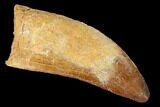 Carcharodontosaurus Tooth - Real Dinosaur Tooth #169683-1